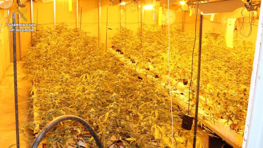 marihuanaPGC1 Desmanteladas dos plantaciones de marihuana en Azpeitia e Irun