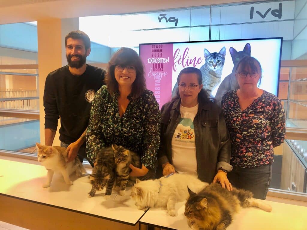 Expo FELINA 1 Los gatos serán los reyes de Ficoba este fin de semana