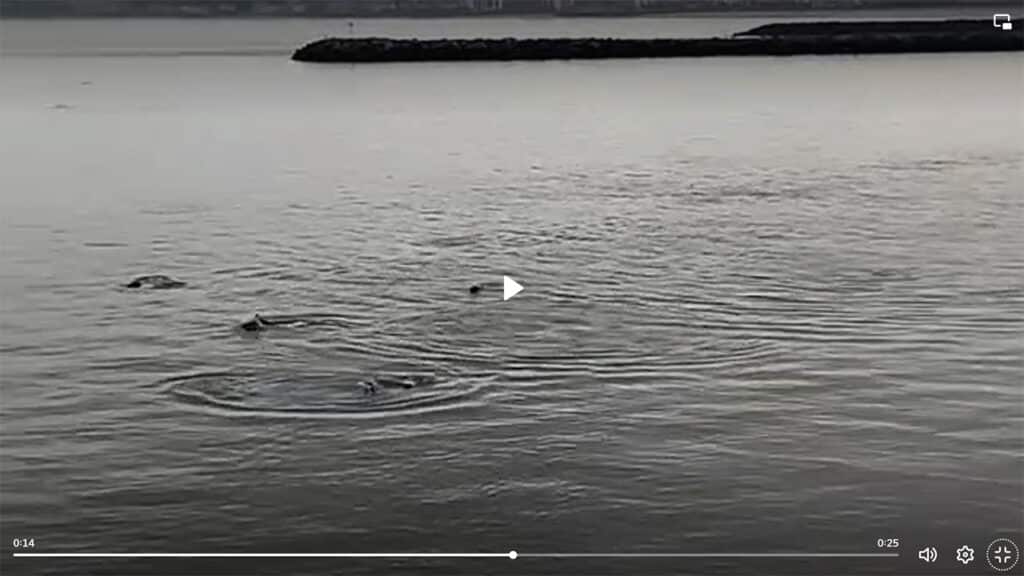 delfines (Vídeo) Delfines madrugadores en Hondarribia