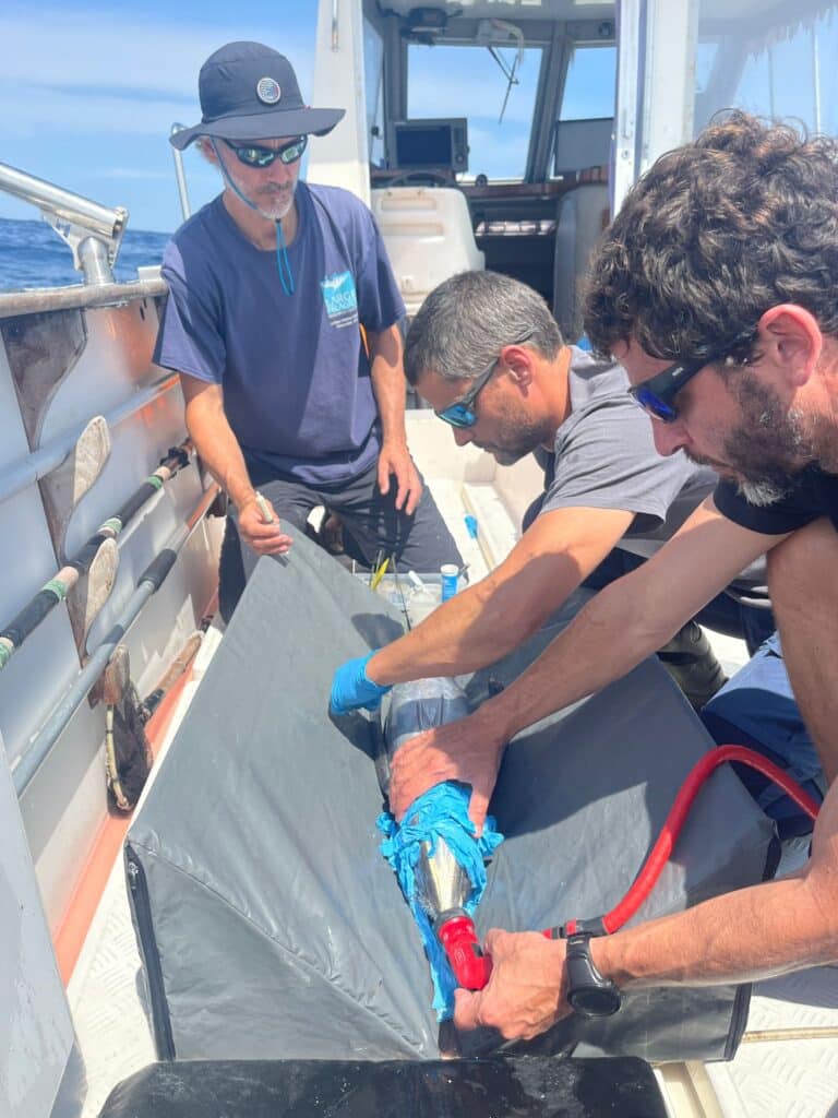 marcado bonito azti AZTI registra por primera vez la ruta migratoria de un bonito