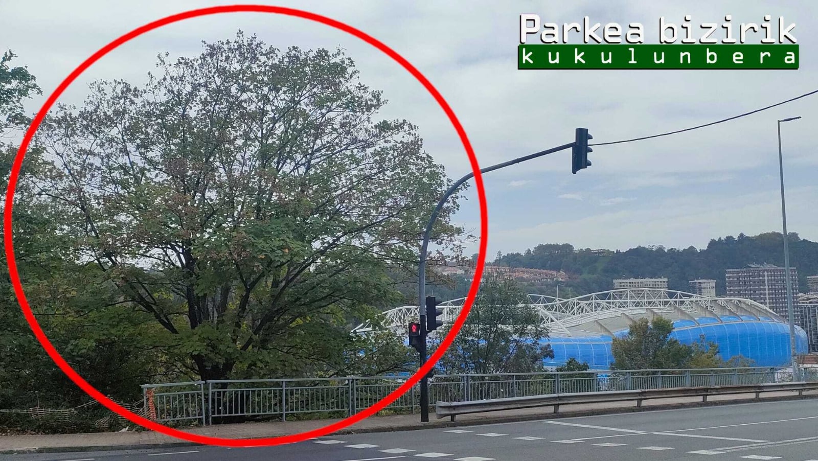 3. ASTHAR ZURIA IZURRITUA. FALSO PLATANO INFESTADO. BEGIRISTAIN DOKTOREA PASEALEKUA DONOSTIA - La chinche marrón marmolada gana espacio en Gipuzkoa