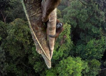 Orangután de Borneo. Indonesia. Tim Laman/National Geographic