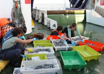 Imagen de archivo. Pesca de anchoa. Foto: Gobierno vasco