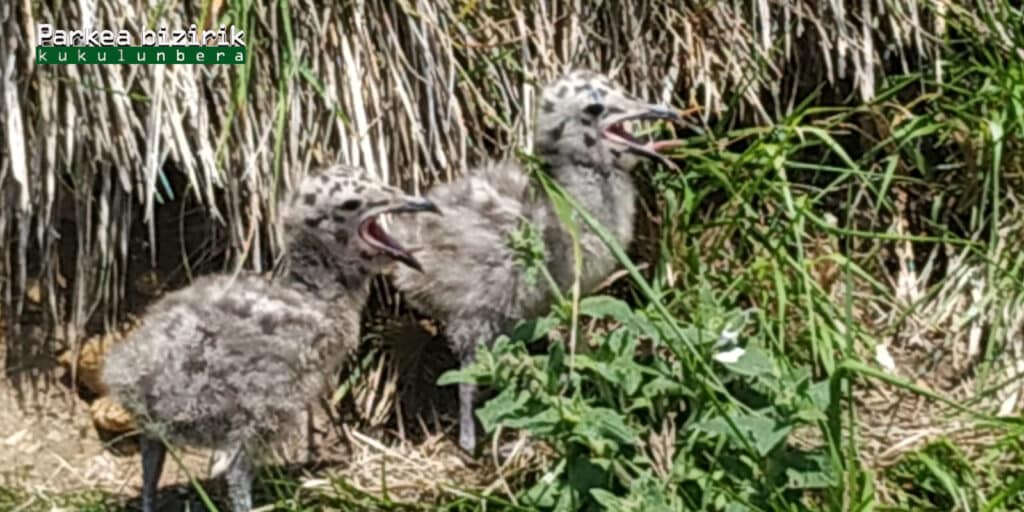 2. Kaio hankahoriren 2 txita santa Klara uhartean crias de gaviota patiamarilla en la sila Santa Klara PARKEA BIZIRIK Ecologistas rechazan la "explotación turística" de la isla Santa Clara en Semana Santa