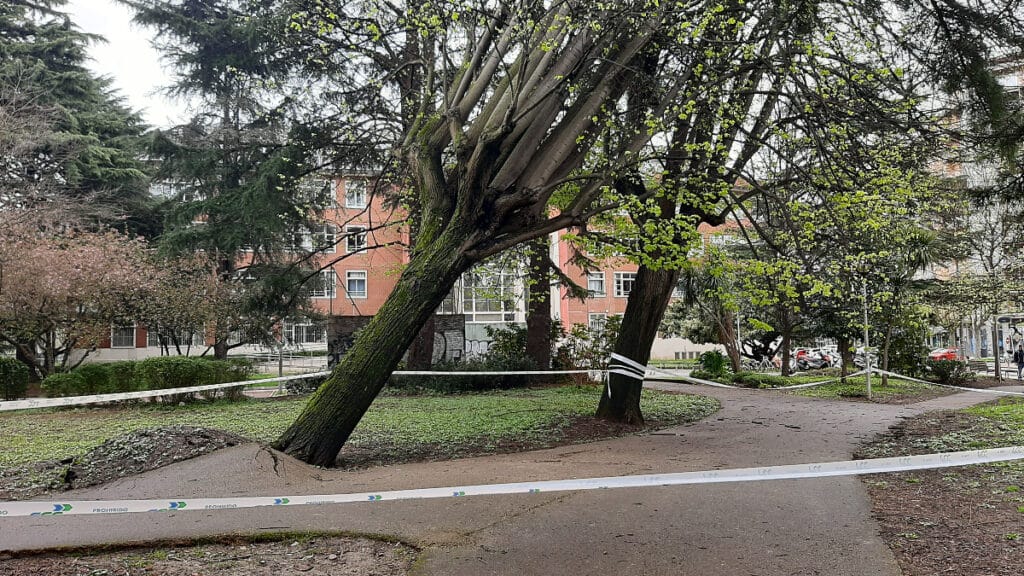 Cae un árbol en el parque Aitzol de Amara Berri 16 20230402 163149 Cae un árbol en el parque Aitzol de Amara Berri