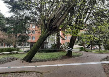 Caída de un árbol en el Parque Aitzol. Foto: Aitor Sarmiento