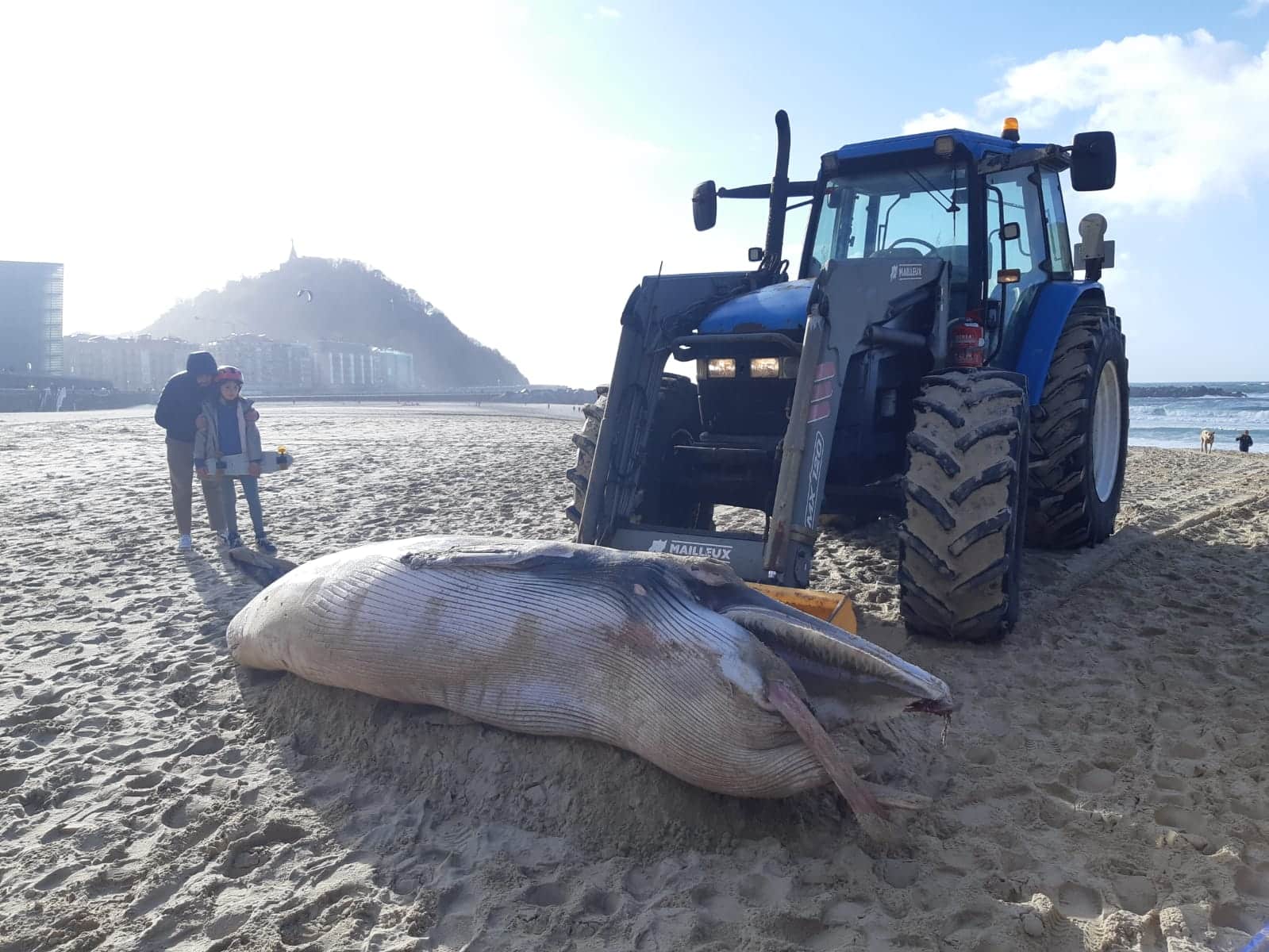 Ballenita - Retiran el cadáver de una ballena de la playa de la Zurriola
