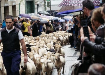 Las ovejas cruzan el casco viejo de Ordizia. Fotos: Santiago Farizano