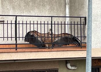Buitre leonado en un balcón de Herrera. Foto de redes sociales