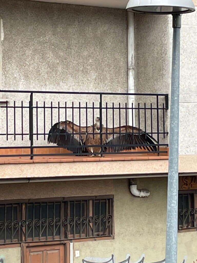buitre Un buitre es "desalojado" de un balcón de Herrera