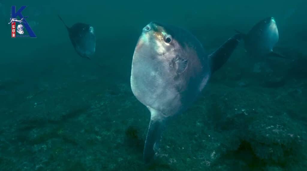 Peces luna Vídeo de peces luna junto al Ratón de Getaria