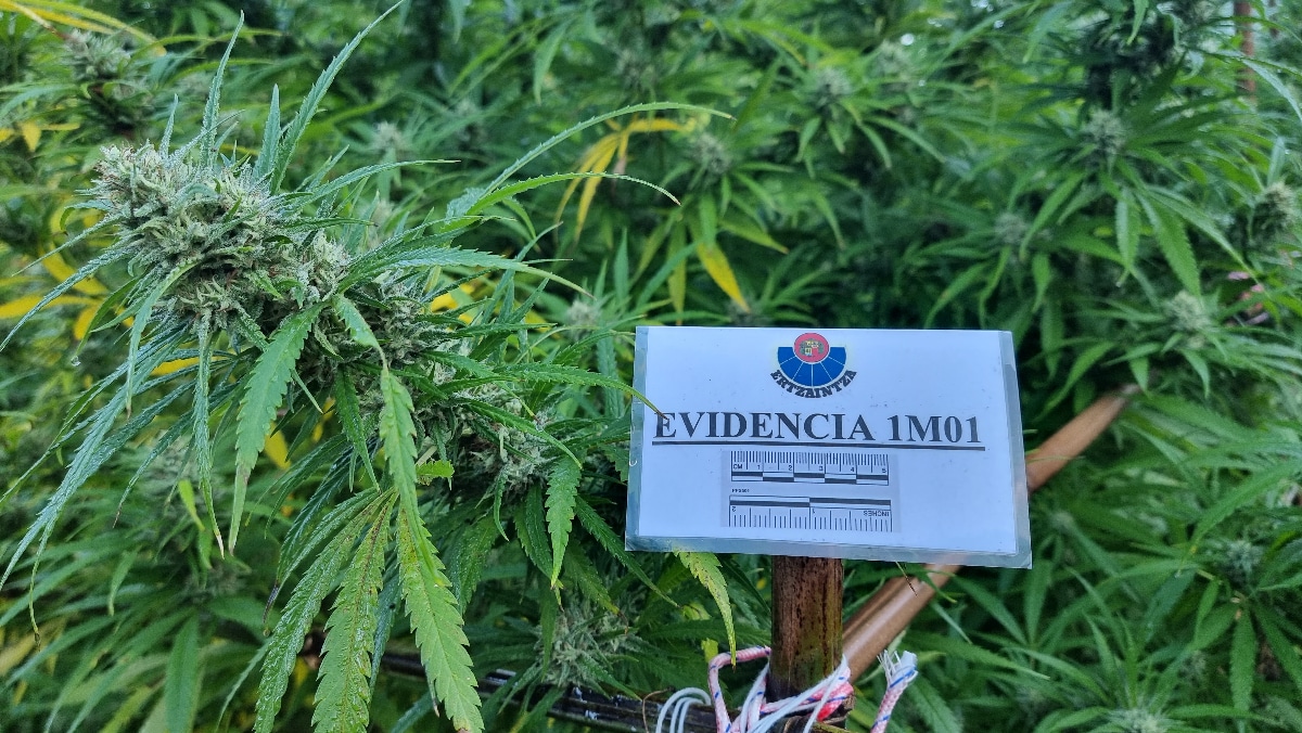 Marihuana evidencia - La Ertzaintza detiene a tres hombres en Irun con una plantación de marihuana