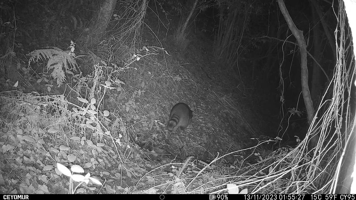 El mapache llega a Gipuzkoa 1 mapache Mutriku El mapache llega a Gipuzkoa