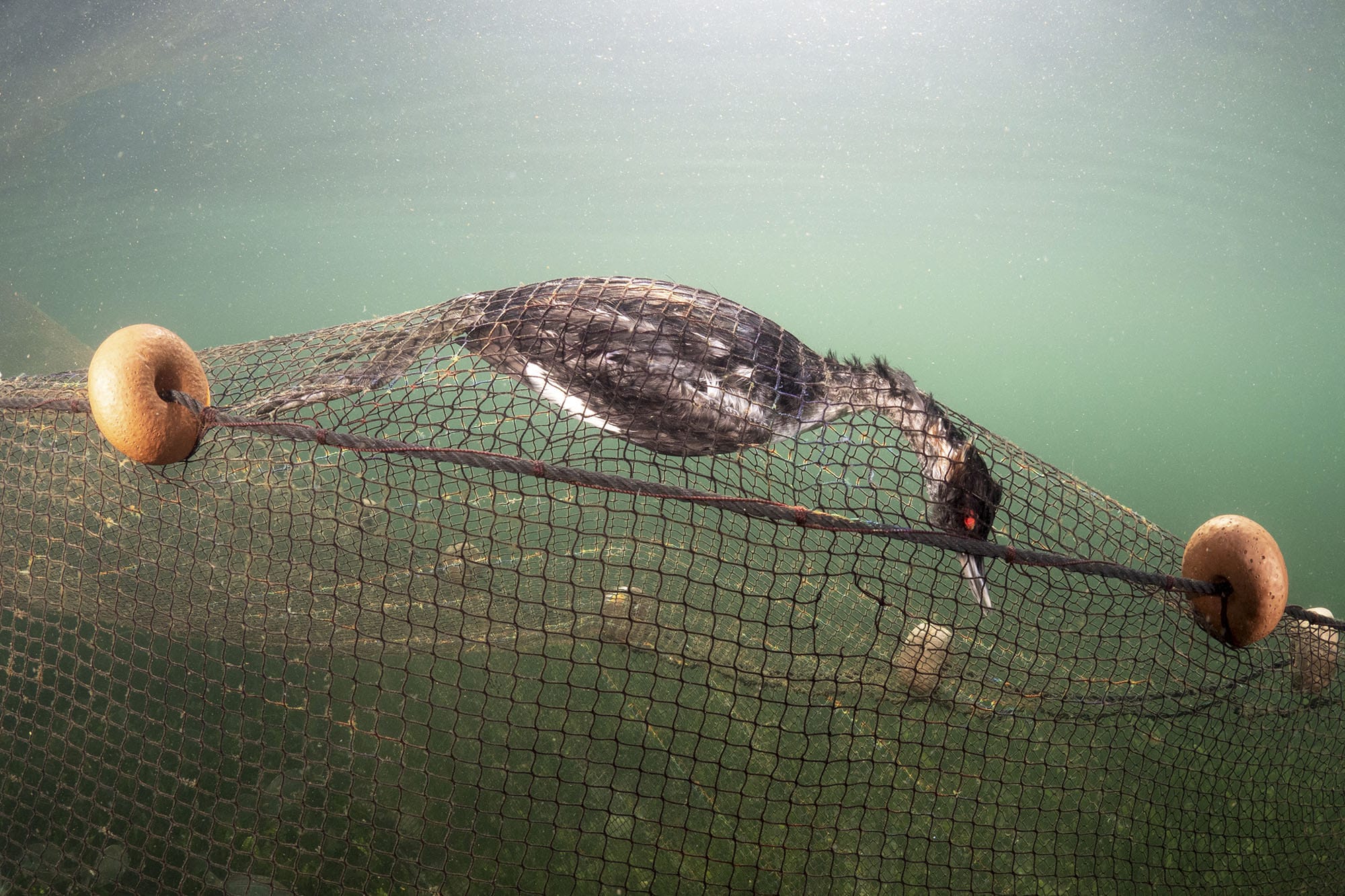 CIMASUB Julio Martinez Mejor foto de concienciacion ecologica El Cine Submarino llega a Azpeitia y Hondarribia este mes de abril