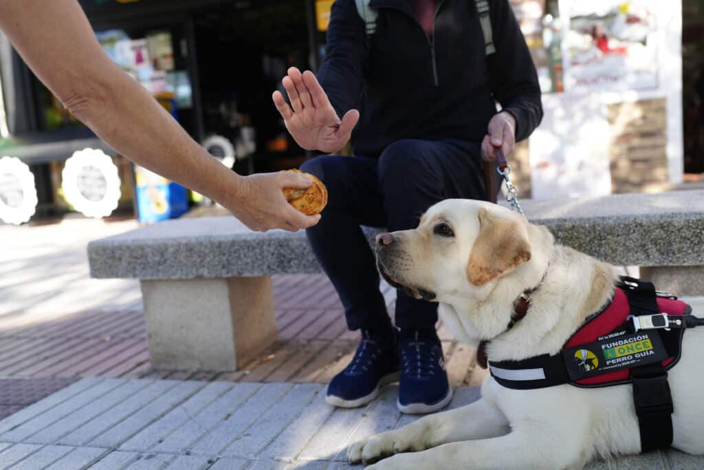 ONCE Perros Guia Rechazo alimentos La ONCE en Euskadi pide que no se distraiga a los perros guía con alimentos