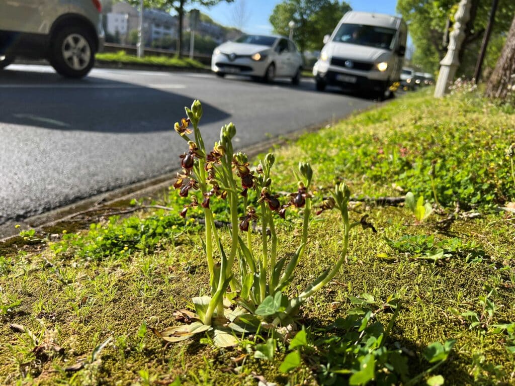 Las orquídeas salvajes brotan de nuevo en Donostia 12 Orquideas silvestres Las orquídeas salvajes brotan de nuevo en Donostia