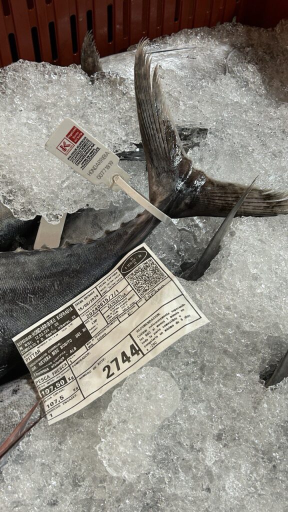 Descarga Bonito Hondarribi 17 06 24 11 Primeras descargas de bonito del norte en las lonjas de Getaria y Hondarribia