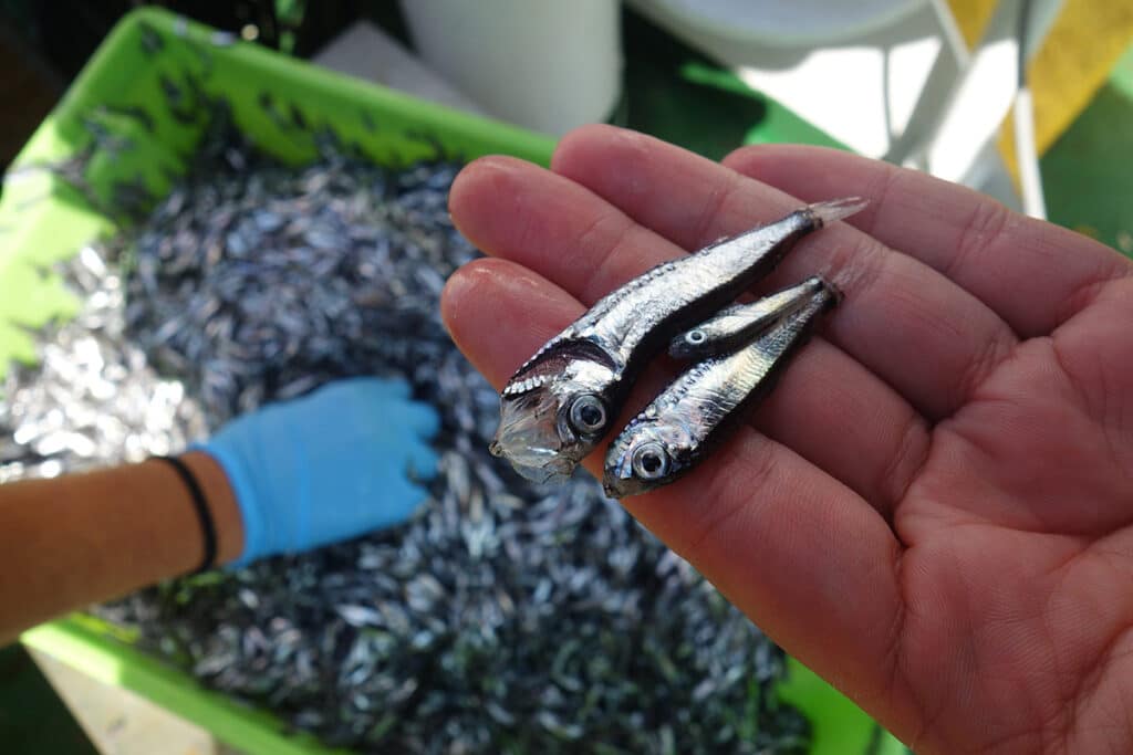 PECES MESOPELAGICOS AZTI 1 Capturar peces que viven a más de 200 metros de profundidad puede tener consecuencias climáticas