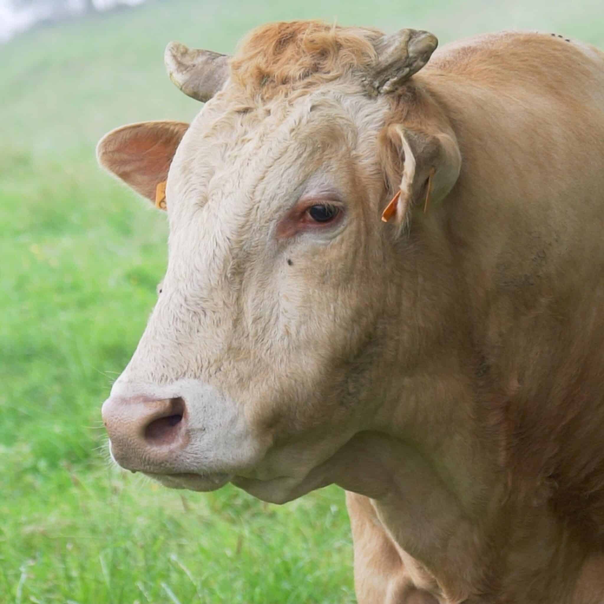 lengua azul scaled Detectado el primer caso de serotipo 3 de lengua azul en una vaca de Gipuzkoa