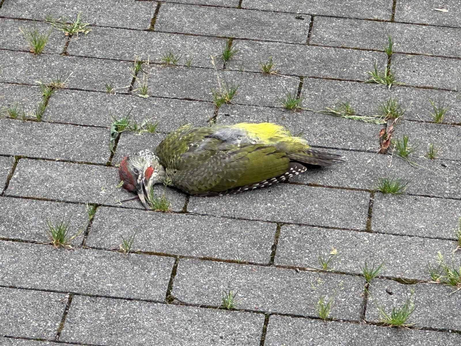 WhatsApp Image 2025 11 05 at 14.47.31 Eguzki alerta de que la fachada acristalada del Museo Balenciaga es una “trampa mortal” para las aves