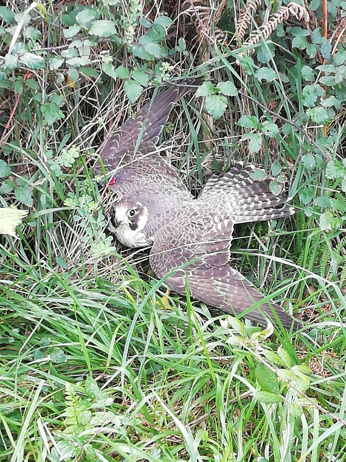 Jaizkibel Eguzki advierte de un problema “crónico” de aves protegidas tiroteadas en Gipuzkoa y pide más acción foral