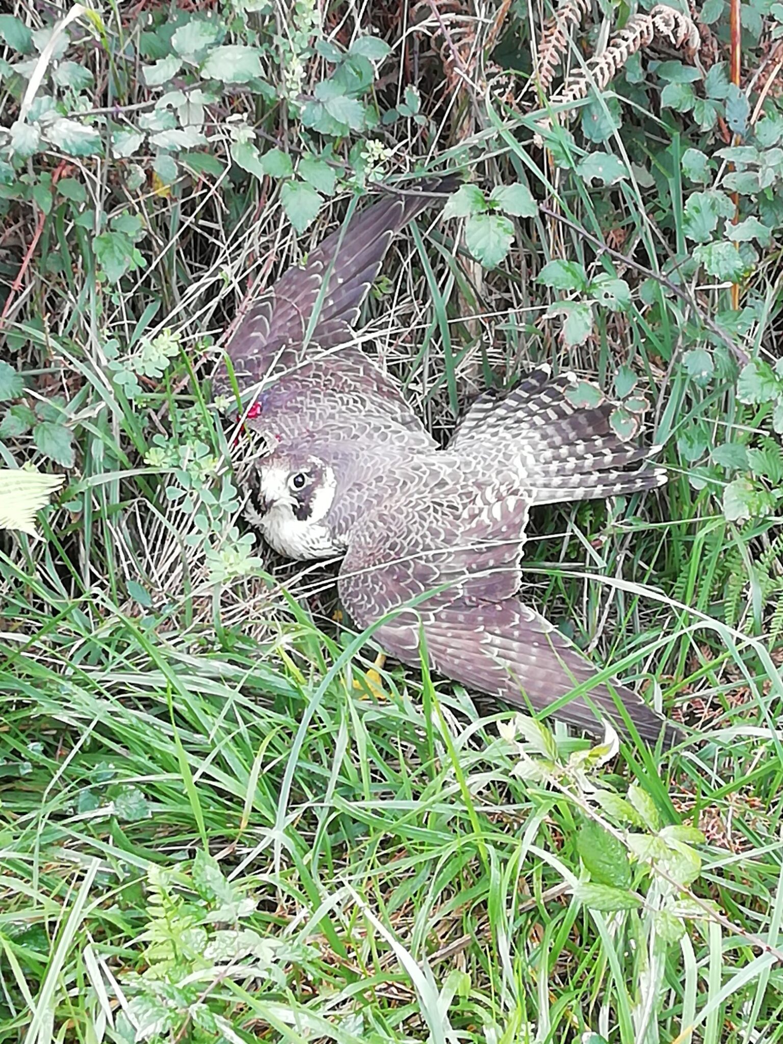 Jaizkibel scaled Eguzki advierte de un problema “crónico” de aves protegidas tiroteadas en Gipuzkoa y pide más acción foral