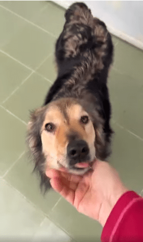 Bob Cuatro razones para adoptar: Latz, Bob, Pontxo y Oskar te esperan