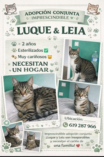 Luque y Leia Gatos elegantes y con exóticos nombres quieren mudarse