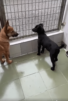 Pontxo y Oscar Cuatro razones para adoptar: Latz, Bob, Pontxo y Oskar te esperan