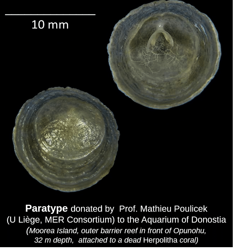 molusco2 Un molusco descubierto en la Polinesia lleva el nombre de Donostia en homenaje al Aquarium