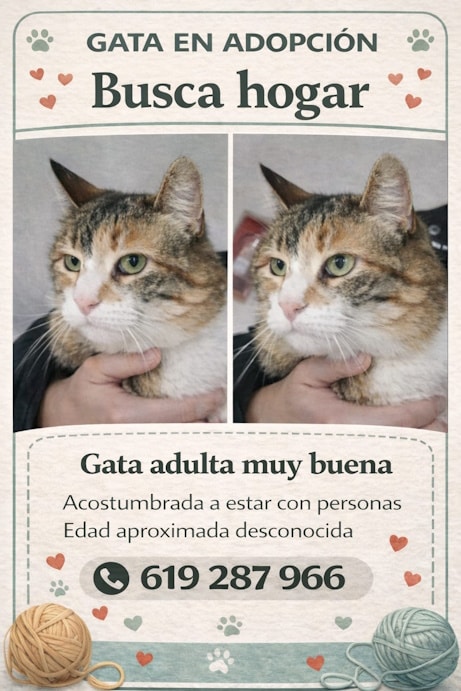 Gata adulta La perrita Kala y una gata, a la espera de nuevas familias
