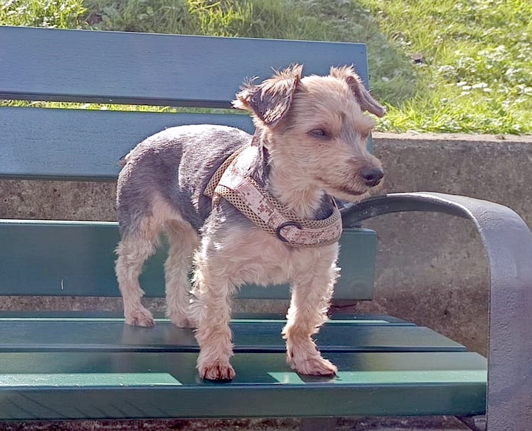 Isis El joven Max y la pequeña Isis buscan nuevas familias