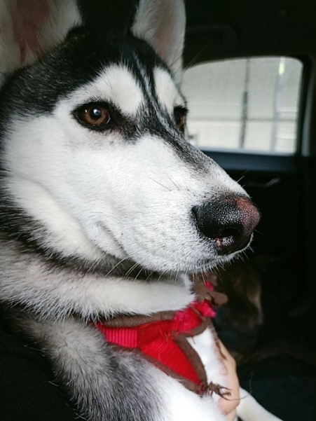 Max, un husky siberiano adolescente al que le encanta la gente