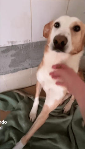 Podenco Grandes perros, grandes retos: Ney y Fortu necesitan una oportunidad