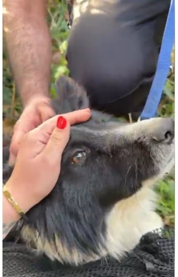 Rescate1 “Si me tengo que endeudar para salvar animales, lo hago”: Diana Alonso y Hamahiru Katu Elkartea