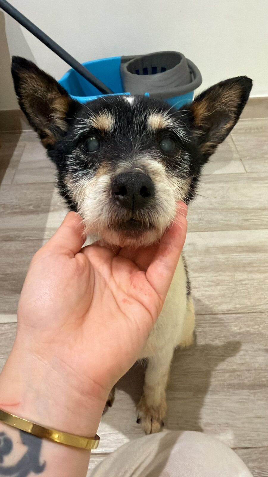 WhatsApp Image 2026 03 11 at 08.06.14 1 “Si me tengo que endeudar para salvar animales, lo hago”: Diana Alonso y Hamahiru Katu Elkartea