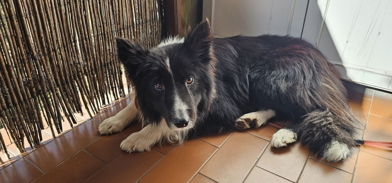 WhatsApp Image 2026 03 11 at 08.06.32 “Si me tengo que endeudar para salvar animales, lo hago”: Diana Alonso y Hamahiru Katu Elkartea