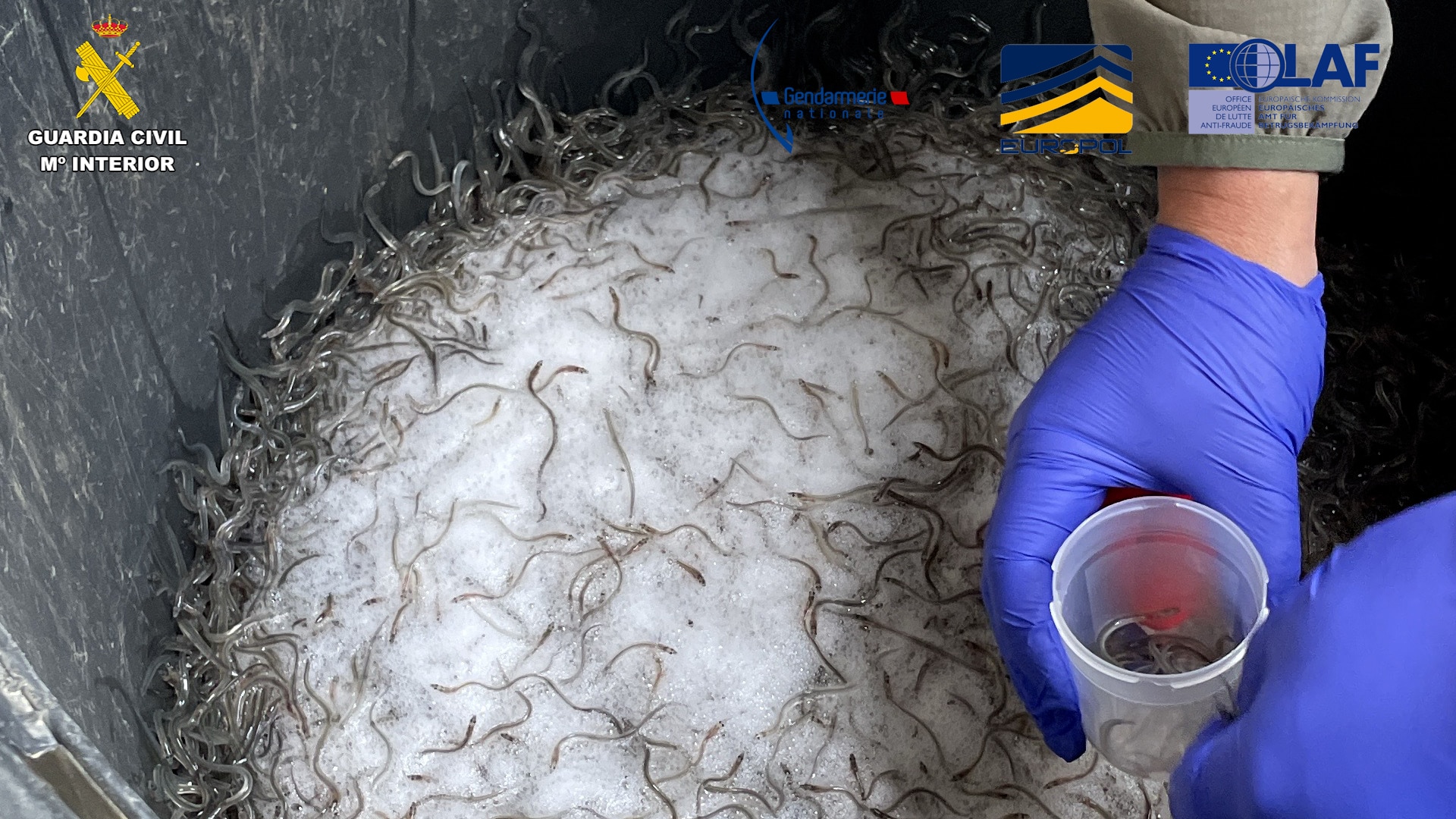 Portada 6 Placeholder