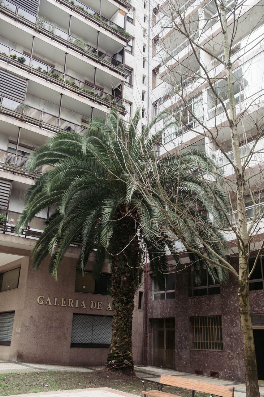 palmera Vecinos de Amara Berri se manifestarán para que el Ayuntamiento retire las palmeras de la Calle de Los Amezketa