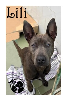 Lili Lili y Boby esperan una familia en la Protectora de Gipuzkoa