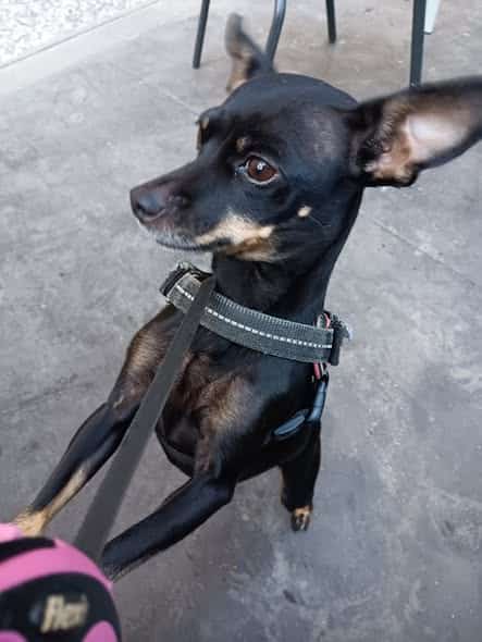 Luna Luna Luna y Max, listos para empezar de nuevo