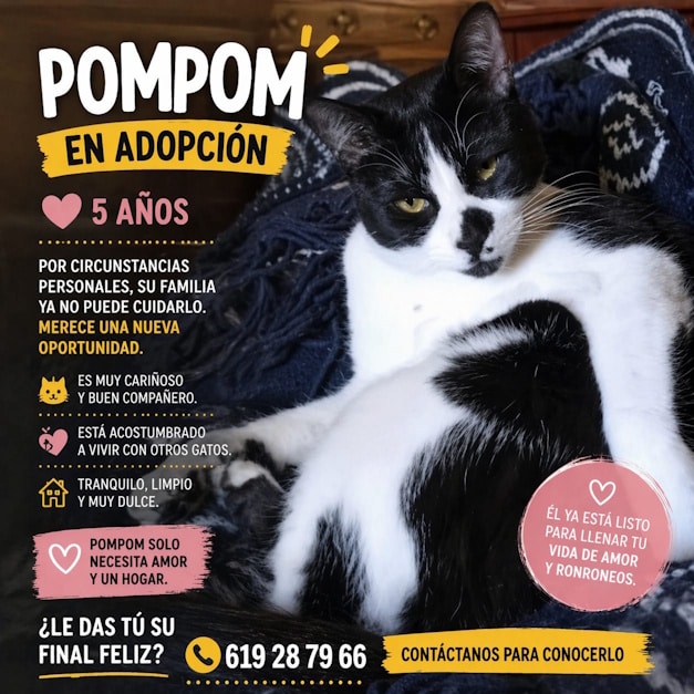 Pompom Toffe, Coffe y Pompom: tres pequeños felinos que ofrecen cariño y ronroneos