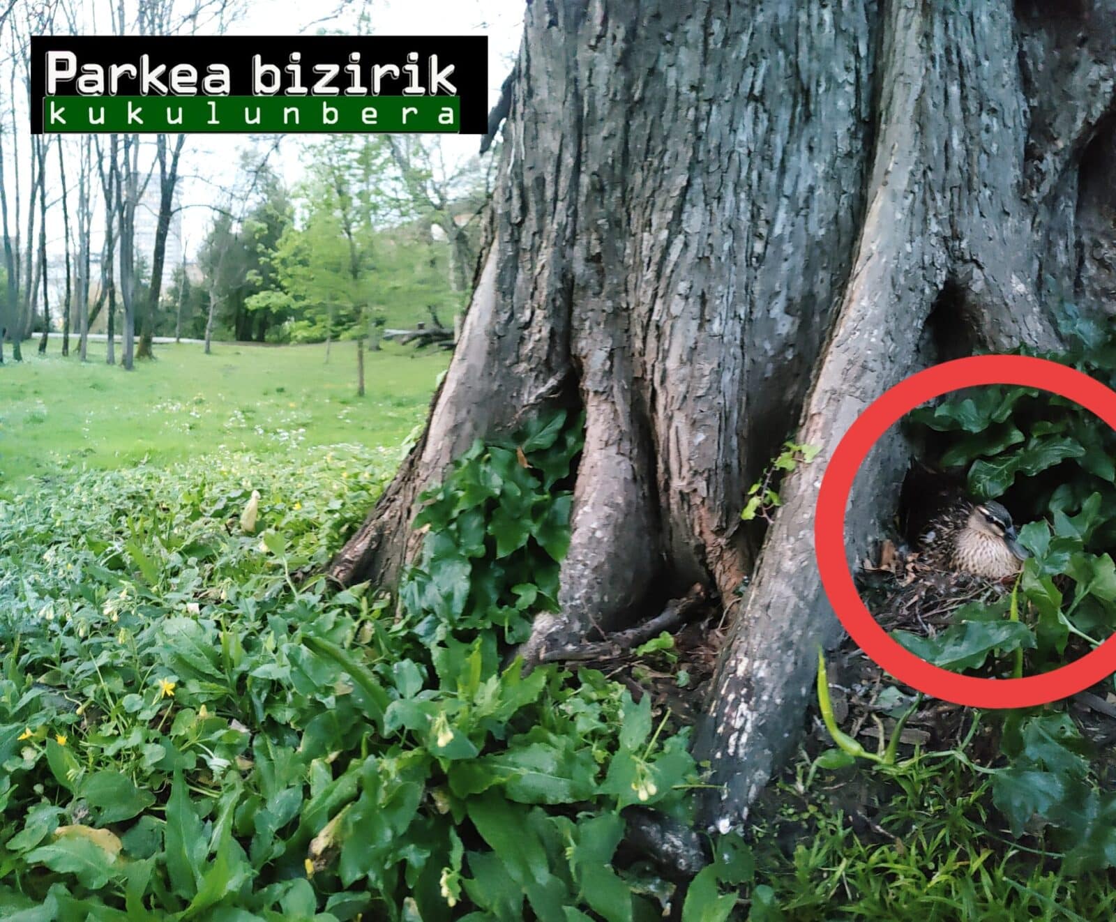 WhatsApp Image 2026 04 23 at 22.29.11 Un olmo centenario convertido en refugio de vida en Egia