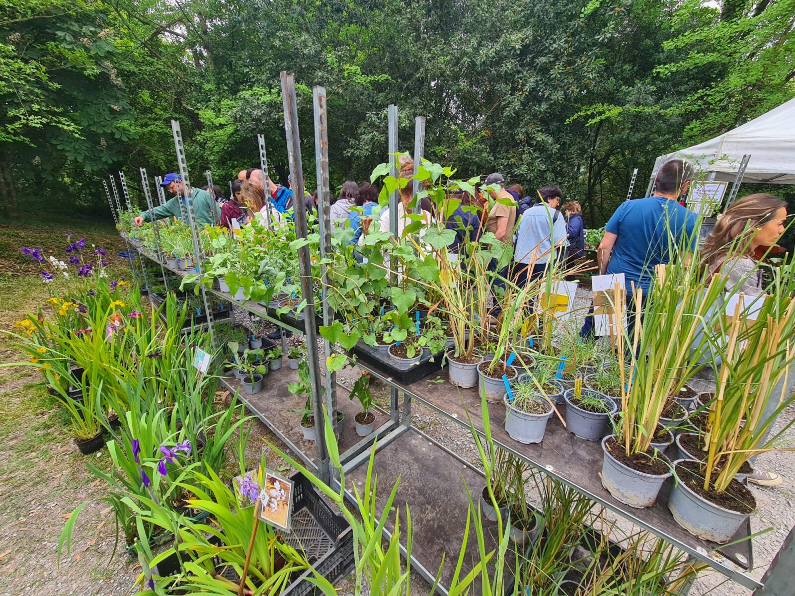 WhatsApp Image 2026 04 25 at 13.21.38 (Fotos) La feria de plantas de Iturraran llena Aia de vida este fin de semana