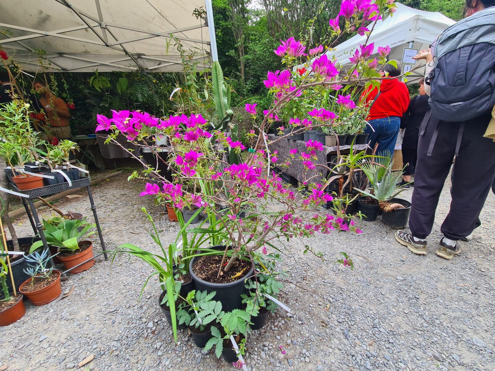 WhatsApp Image 2026 04 25 at 13.21.39 1 (Fotos) La feria de plantas de Iturraran llena Aia de vida este fin de semana