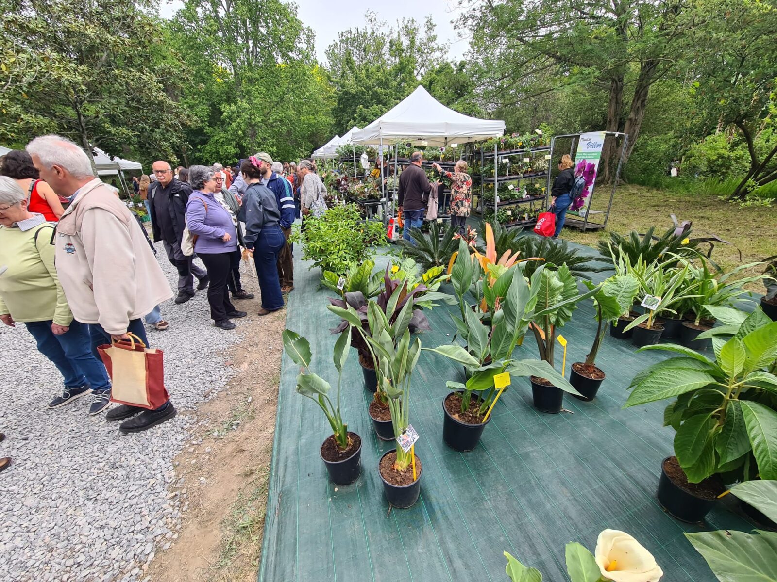 WhatsApp Image 2026 04 25 at 13.21.39 3 (Fotos) La feria de plantas de Iturraran llena Aia de vida este fin de semana