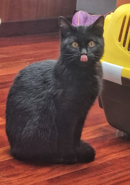 Zuky 1 Un perro adulto y un joven gato esperan familias amorosas