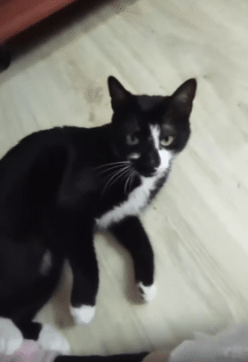Gatita.jpg Nuska, la gatita que sobrevivió un mes atrapada en un patio de Tolosa, busca una familia