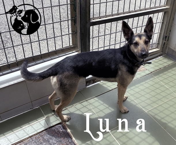 Luna Jóvenes y cariñosos, Max y Luna aguardan a nuevas familias en Gipuzkoa