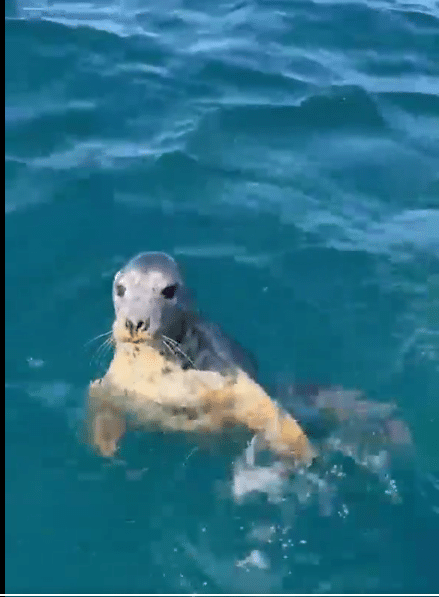 foca1 foca1 Vuelve al mar la foca que apareció en febrero en la playa de La Concha